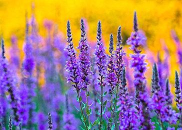 因担心争议 育碧美国内战题材《刺客信条》被取消